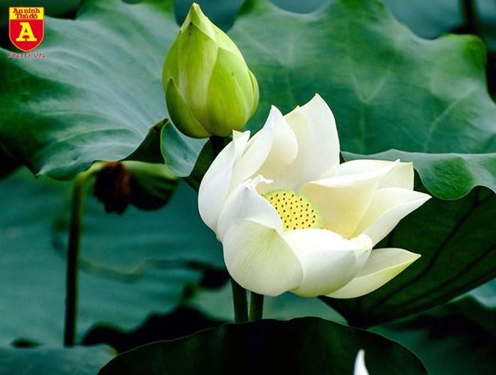 Những bông sen trắng tinh khiết với hương thơm thoảng đưa khiến cho bất kỳ ai nhìn thấy cũng cảm thấy tâm hồn thư thái