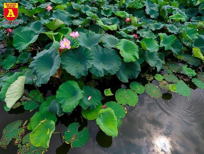 Mùa sen thường bắt đầu từ cuối tháng 5 và kéo dài đến đầu tháng 9