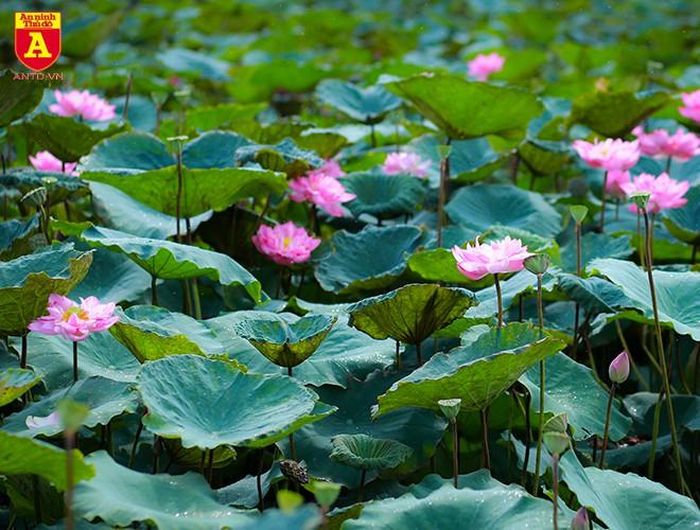 Những ngày này, hầu hết những hồ sen giữa Thủ đô đều đã nở rộ