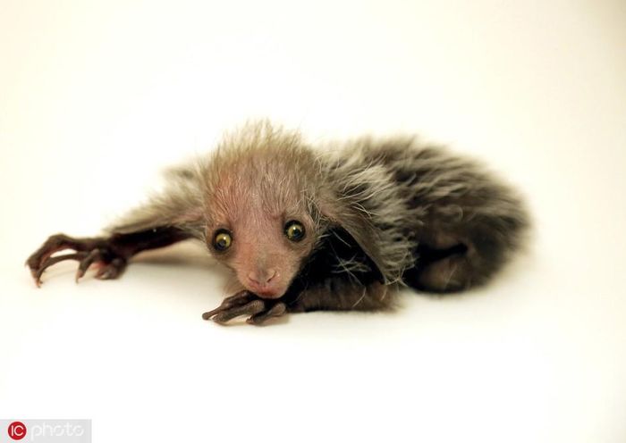 Khỉ Aye-aye hay khỉ chỉ hầu thực chất là một loài vượn cáo có nguồn gốc từ quần đảo Madagascar. Chúng đã từng suýt tuyệt chủng bởi mang tiếng là xui xẻo. Hiện, khỉ Aye-aye đang được bảo tồn gắt gao.