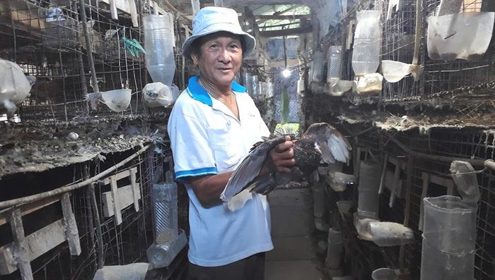 Cựu binh Ngô Đình Sáu thành công với mô hình nuôi chim bồ câu lai Pháp.