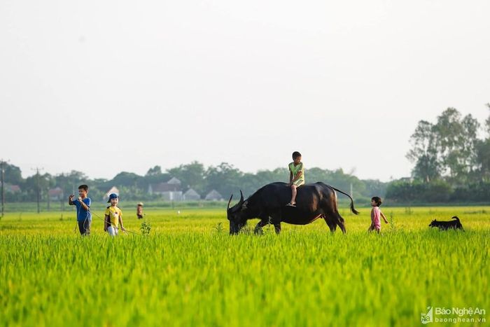 Niềm vui trên cánh đồng ngày mùa. Ảnh: Hải Vương