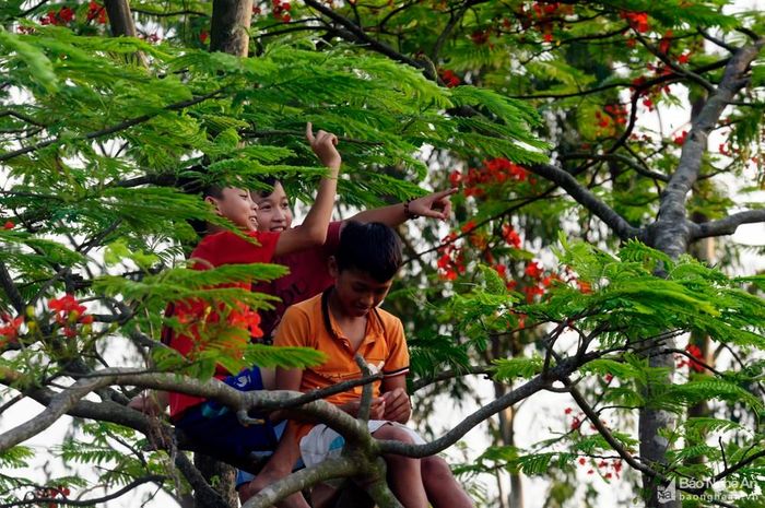 Kỳ nghỉ hè của ai đã gắn với cành phượng vĩ trổ hoa đỏ rực. Ảnh: Phạm Bình