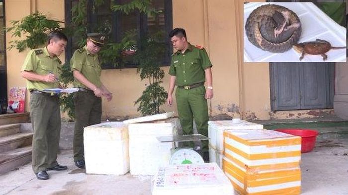 Lực lượng chức năng kiểm tra số động vật hoang dã vừa phát hiện trên xe khách
