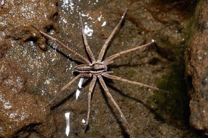Trước khi giao phối, nhện đực Pisauridae tặng cho con cái một con côn trùng bọc trong mạng nhện. Tuy nhiên, nếu con cái không hài lòng với món quà này, chúng sẽ ngay lập tức giả chết để tránh cơn thịnh nộ ăn thịt bạn tình của con cái.