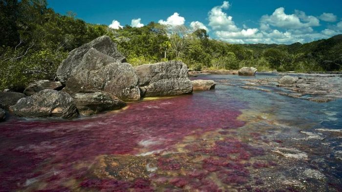  Nằm trong công viên quốc gia Serranía de la Macarena của Colombia, tỉnh Meta, sông Canõ Cristales được biết đến với tên gọi “Dòng sông cầu vồng” hay “Dòng sông ngũ sắc”. Vào khoảng thời gian giao giữa mùa mưa và mùa khô hằng năm (từ tháng 6 đến tháng 11), dòng sông xuất hiện những màu sắc sặc sỡ như đỏ tươi, vàng, xanh lá cây, xanh nước biển, đen. Hiện tượng này xảy ra là do loài tảo có tên gọi là Macarenia Clavigera bắt đầu sinh sản.