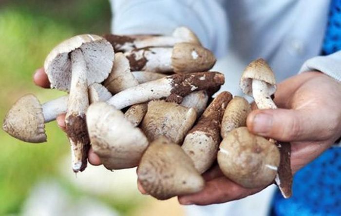 Thời điểm đầu tháng 6 hàng năm, nhiều người lại săn mua nấm mối với giá từ 700.000 đồng - 1 triệu đồng mỗi kg. Tuy có giá cao ngất ngưởng nhưng loại nấm tự nhiên này luôn trong tình trạng "cháy hàng". Ảnh: Zing.