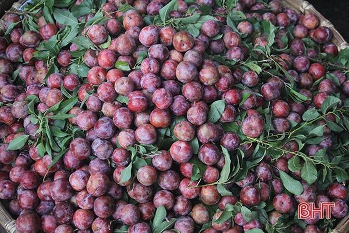 Theo một số tiểu thương, giá các loại trái cây này đã tăng khá cao trong dịp lễ. Cụ thể, giá mận hậu dao động từ 45.000 – 65.000 đồng/kg tùy loại, tăng khoảng 5.000 – 10.000 đồng/kg so với vài ngày trước; vải thiều loại to đẹp, chín đều giá bán lên đến 60.000 – 70.000 đồng/kg.