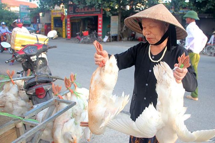 Bà Lê Thị Ngân (Thạch Lưu, Thạch Hà) chia sẻ: “Đã thành thông lệ, cứ sáng mồng 5/5 âm lịch là tôi lại ra chợ từ sớm, chọn đôi vịt cỏ ngon nhất về làm cỗ cúng ông bà, tổ tiên. Thịt vịt được xem là món ăn truyền thống dịp Tết Đoan ngọ, lại bổ dưỡng và mát, thích hợp với thời tiết nắng nóng. Đặc biệt, thịt vịt dịp này sẽ bắt đầu béo, thơm có thể chế biến thành nhiều món ăn hấp dẫn”.