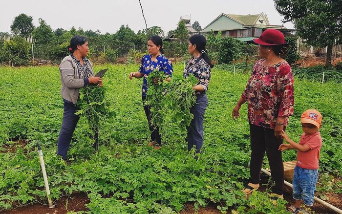Nhiều hộ hội viên, phụ nữ ở làng Breng 1, xã Ia Dêr, huyện Ia Grai đã có vườn rau sạch. Ảnh: Nguyên Bình