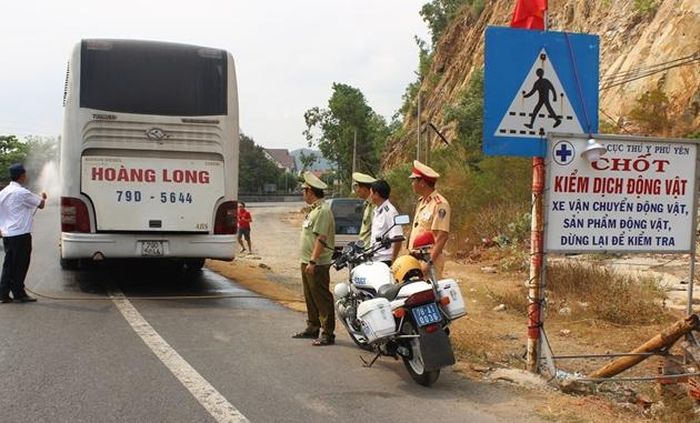 Phú Yên tăng cường kiểm soát gia súc lưu thông qua địa bàn nhằm hạn chế nguồn bệnh phát tán.