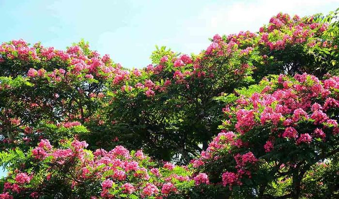 Phượng hồng mọc trong các cánh rừng Tây Nguyên, được trồng và nở hoa tại Đà Lạt.