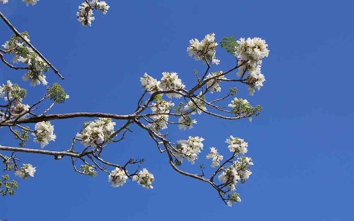 Phượng trắng, một giống đột biến từ phượng tím hiện chỉ có 1 cây duy nhất tại Đà Lạt.
