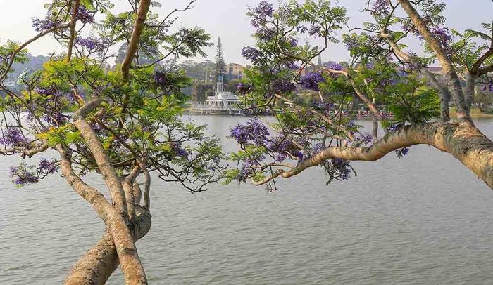 Phượng tím bên hồ Xuân Hương