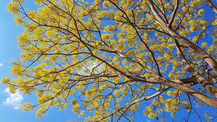 Phượng vàng có nguồn gốc từ Brasil, hiện đã có ở Đà Lạt.