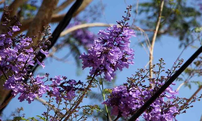 Sắc hoa phượng tím dịu dàng