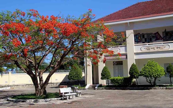 Phượng vĩ đỏ rực góc sân trường