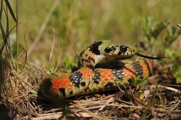 Thực tế, chất lỏng chứa đầy độc tố bufadienolides ở gáy của rắn Tiger keelback có nguồn gốc từ chế độ ăn uống của loài rắn này.