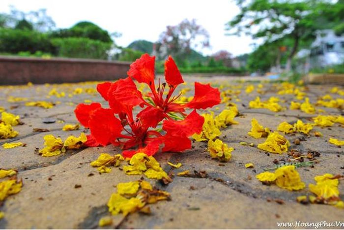 Những cánh phượng vĩ rơi đầy trên cái nền sân gạch cũ trước lớp chúng tôi khiến chẳng đứa nào nỡ giẫm lên đó. Ảnh minh họa Internet