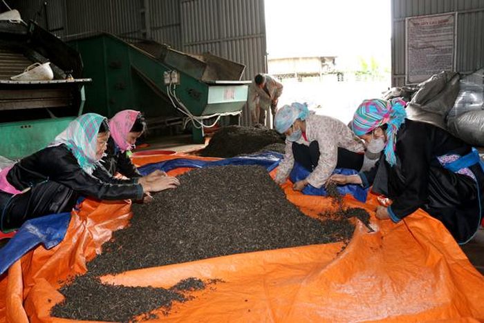 Phân loại chè thành phẩm tại Hợp tác xã Chè Bản Liền.