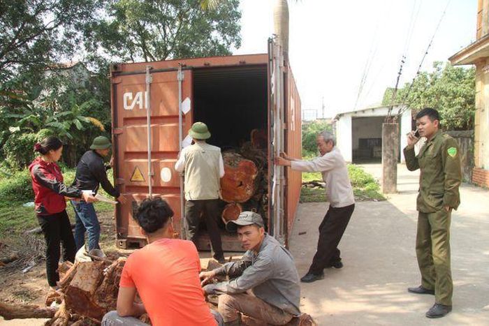 Toàn bộ số gỗ sưa được để trong thùng xe container hàn kín, quấn lưới B40 (Ảnh: Nguyễn Trường). 