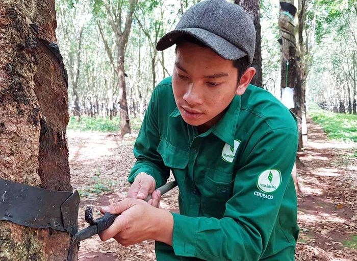 Anh Nguyễn Xuân Phúc đang cạo mủ cao su. Ảnh: H.Đ.T