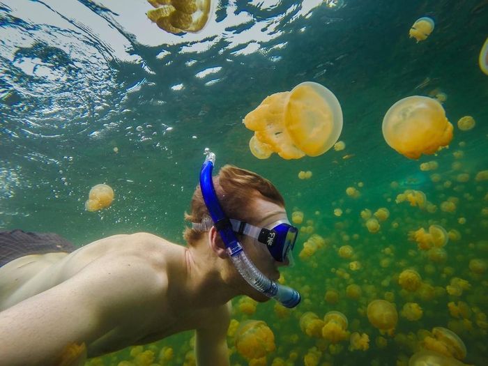 Đầu năm 2019, hồ Jelly Fish mở cửa trở lại, chào đón du khách tới tham quan khi tình hình lượng sứa dần khôi phục. Theo khảo sát tháng 12/2018, hồ có khoảng 630.000 con sứa vàng. Mặc dù loài sinh vật này có thể cắn, vết chích của chúng rất nhẹ, hầu như không ảnh hưởng gì đến con người. Ảnh: All That's Interesting. 