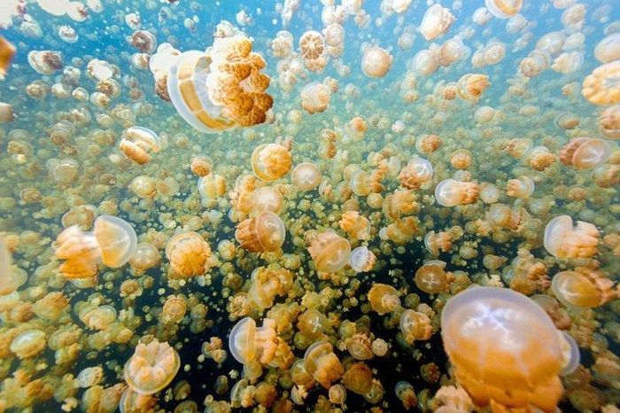 Từ biển, sứa tìm đường đến với Jelly Fish, một trong 200 hồ nước mặn duy nhất trên thế giới. Theo thời gian, chúng dần thích nghi và thay đổi để phù hợp với điều kiện sống nơi đây. Đảo Eil Malk ở Palau hiện là nơi duy nhất bạn có thể tìm thấy sứa vàng. Ảnh: All That's Interesting. 