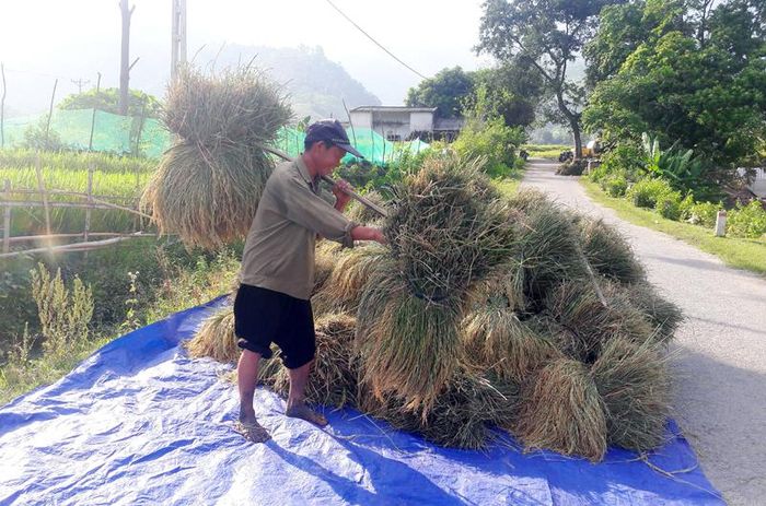 Có khi lúa được gom về một góc đường làng chờ máy tuốt.