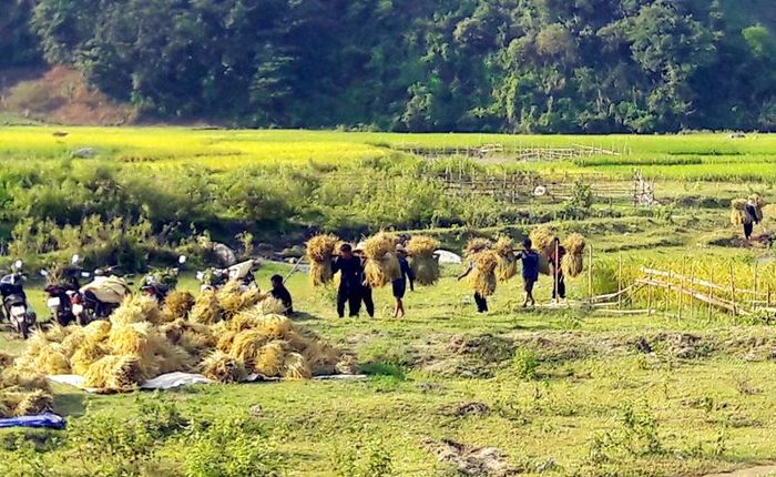 … hoặc gánh về nhà, mang ra chân ruộng khô chờ tuốt. (Trong ảnh: Người dân xã Trịnh Tường, huyện Bát Xát gom lúa về chân ruộng khô)
