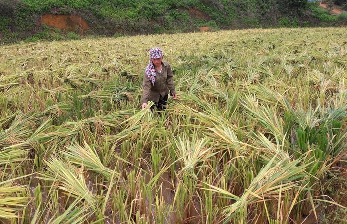 Lúa gặt xong có thể phơi ngay tại chân ruộng…