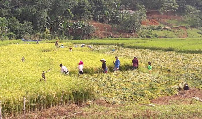 Tranh thủ ngày nắng ráo, bà con đổi công giúp nhau gặt lúa.