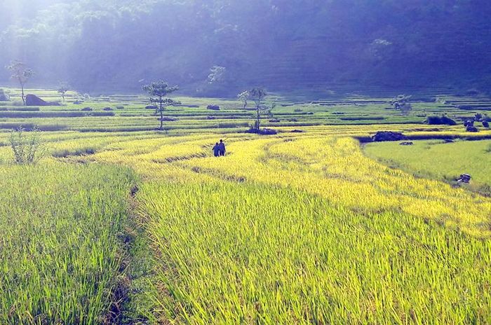Lúa đã rực vàng trên các thửa ruộng.