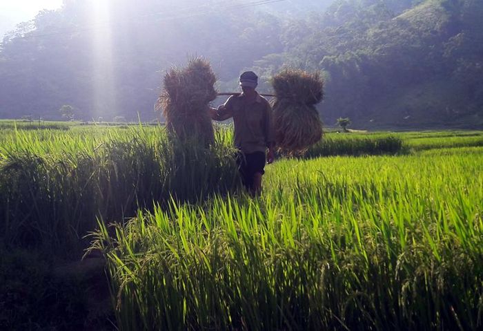 Mỗi “hạt vàng” là bao giọt mồ hôi rơi.