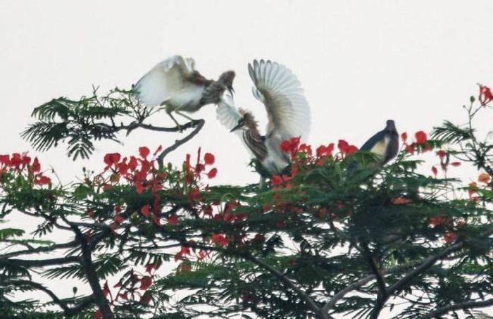 Vào những ngày hè, từng đàn cò trắng đậu trên các ngọn cây phượng nở hoa đỏ rực như bức tranh sơn thủy tuyệt đẹp.