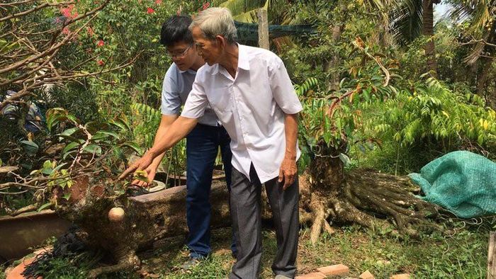 Nhờ hình dáng kỳ lạ này mà có hàng nghìn lượt người đến để chiêm ngưỡng cây vú sữa lò rèn của ông Nhiên. Ảnh: Baovinhlong.