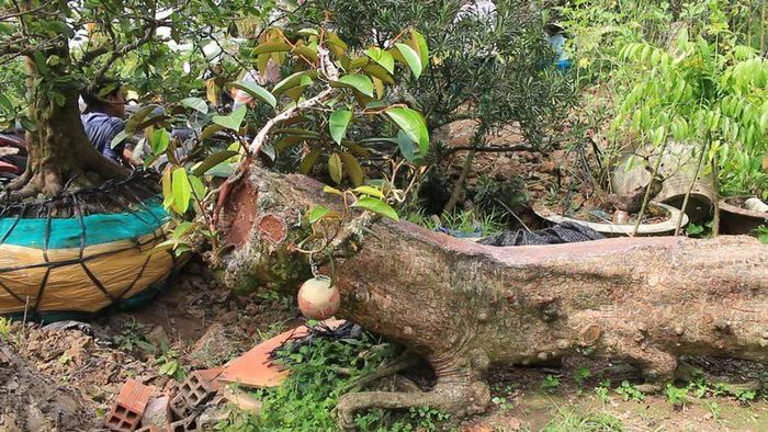 Sau khi mua về, ông Nhiên chỉnh sửa để cây nằm xuống, có dáng quỳ, rồi tạo hình cho cây. Ảnh: Baovinhlong.