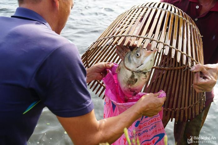 Cá lọt nơm nhanh chóng được "nơm thủ" chuyển cho người trên bờ bảo quản. Ảnh: Hồ Đình Chiến