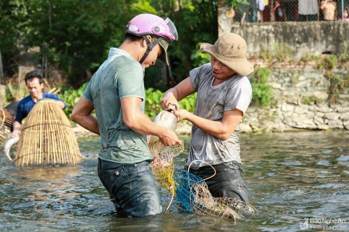 Cá tại bàu chủ yếu là cá trắm, cá trôi, cá tràu, cá chép... Ảnh: Nguyễn Đạo