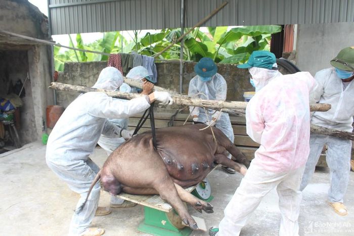 Tiêu hủy lợn bị nhiễm dịch tả lợn châu Phi tại xã Quỳnh Mỹ, huyện Quỳnh Lưu sáng 16/6. Ảnh: Việt Hùng