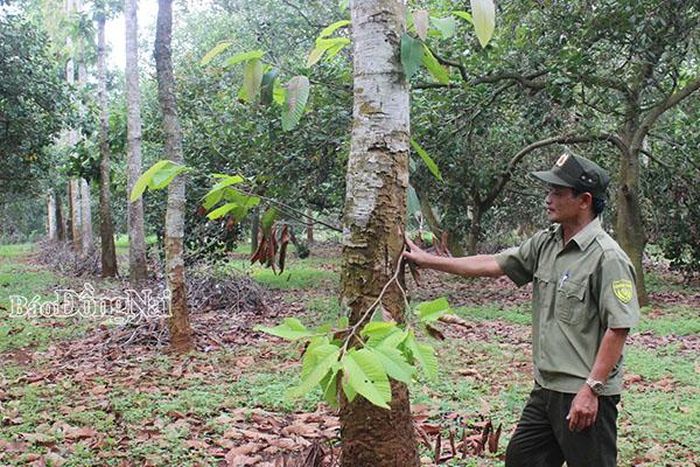 Ông Trần Xuân Lục, ấp 7, xã Xuân Tâm (huyện Xuân Lộc) trong khu rừng phòng hộ được nhận khoán