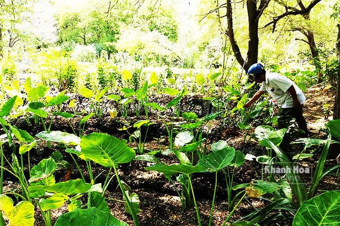  .... và rau được trồng trên hố chất thải hầm cầu 