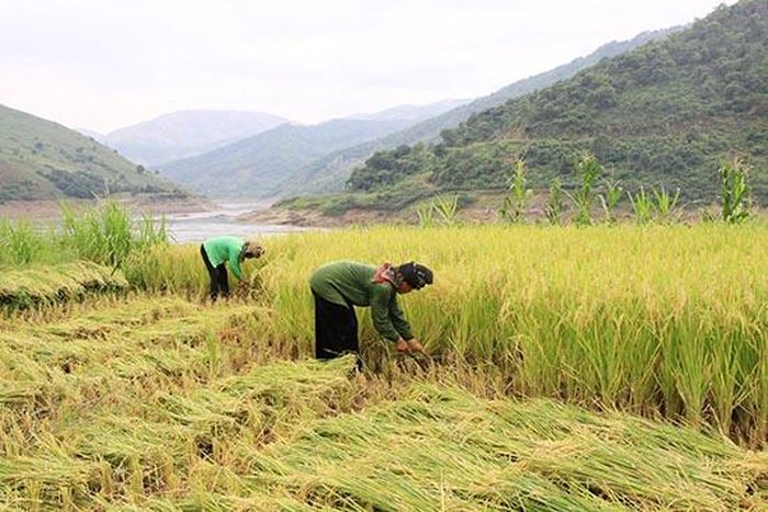 Nhân dân bản Tà Ỉu, xã Pắc Ngà (Bắc Yên) thu hoạch lúa ruộng bán ngập.