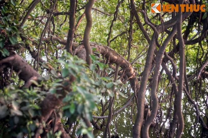 Đó là hàng chục gốc si cổ thụ mọc lan ra vùng nước xung quanh đền, xòe tán xanh tốt như rừng rậm.