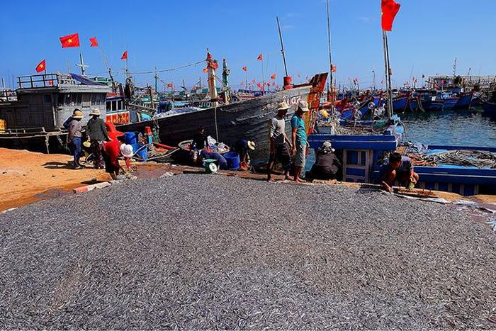 "Ngư dân được mùa cá cơm"
