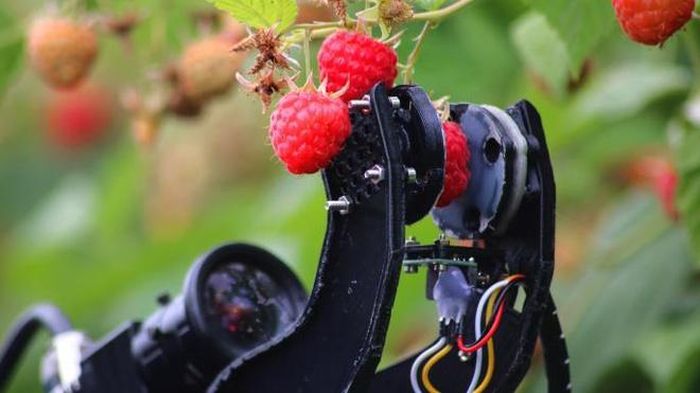 Robot thu hoạch dâu tây của Martin Stoelen tại Anh. Ảnh: Thetimes.