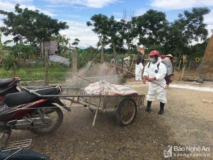 Cán bộ Thú y vận chuyển đàn lợn đi tiêu hủy. Ảnh: Ngọc Phương