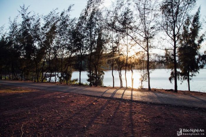 Hàng phi lao chắn giữa biển và cung đường quanh co. Ảnh: Lê Thắng