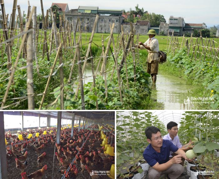 Các mô hình trồng dưa chuột trên đất ruộng ở xã Nghi Hoa, chăn nuôi gà ở xã Nghi Kiều và trồng dưa lưới trong nhà giàn ở xã Nghi Long (Nghi Lộc). Ảnh: Hoa - Lê