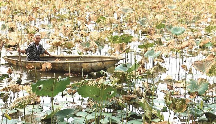 Hàng trăm hécta sen sắp thu hoạch tại Thừa Thiên - Huế đã chết. Ảnh: VĂN THẮNG